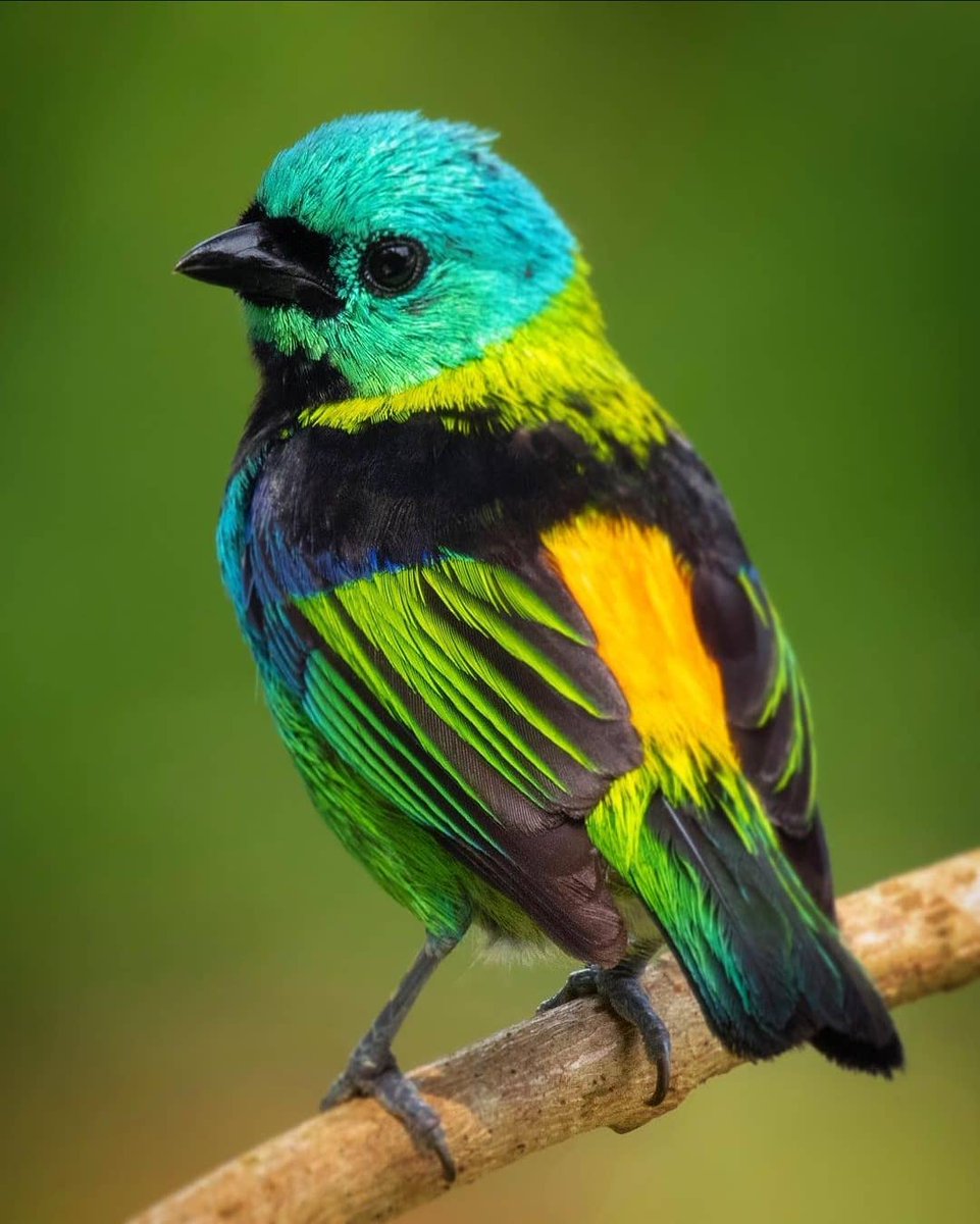 His feathers are wonderful ( Green headed Tanager )  🐦 

📸my_little_sensor
