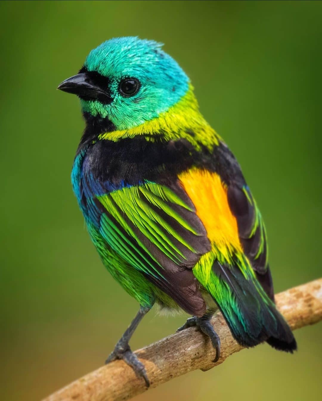 Stunning Green Feathers