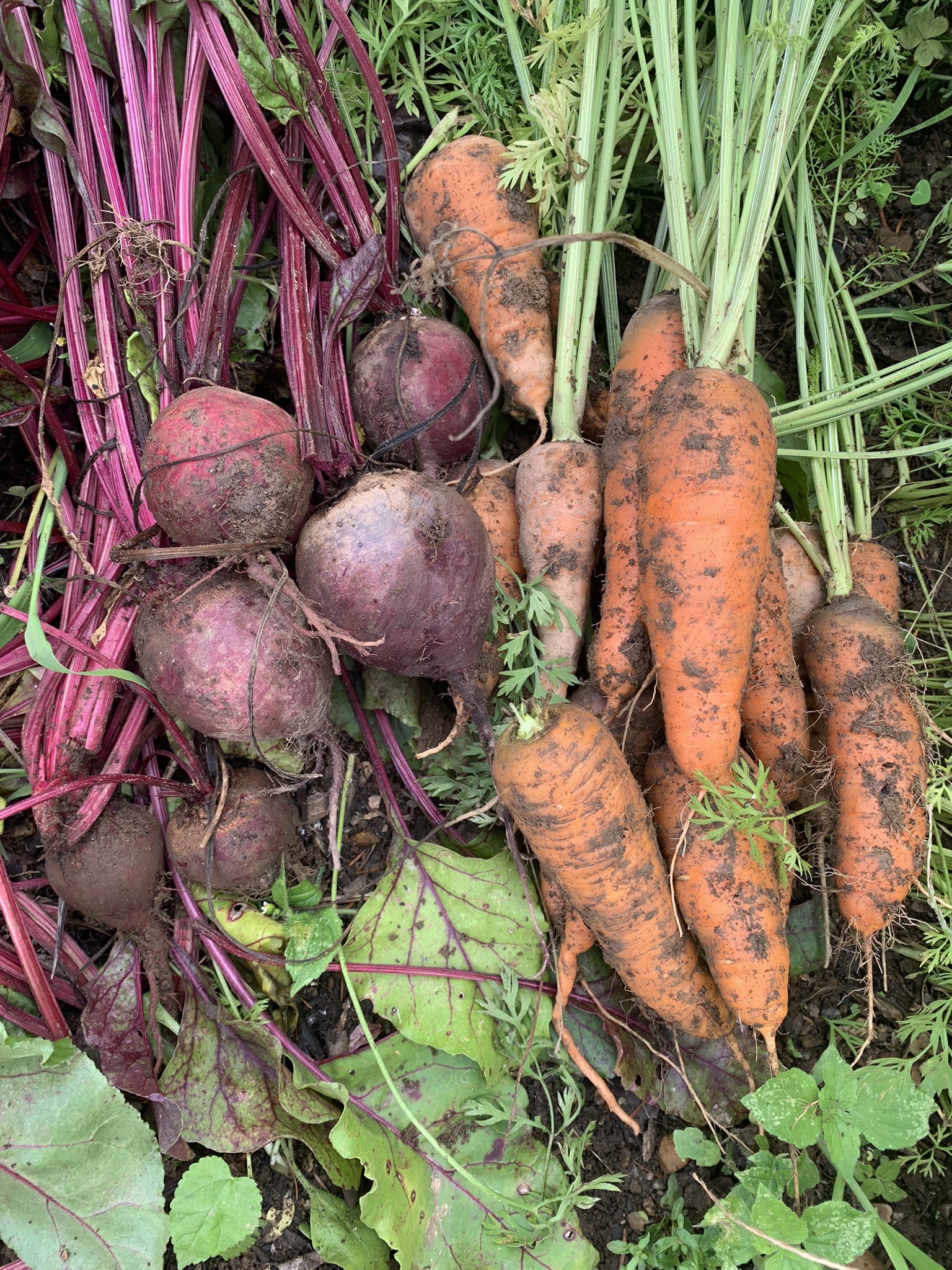 Are Carrots Good For A Taigan