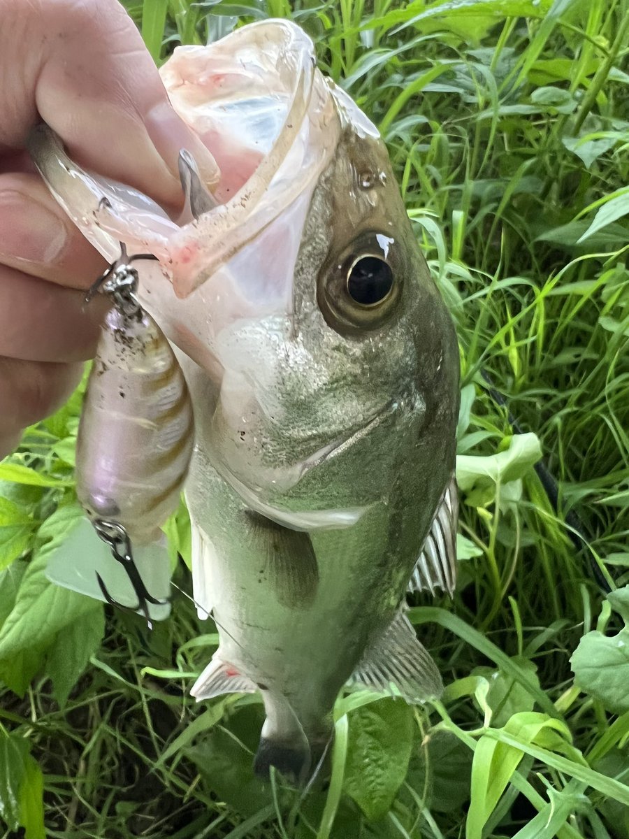 ブリッツSSR
超幅広スクエアリップの恩恵でかなり根掛かりの恐怖から解放される。
サイズも小ぶりで使い易いし、そこそこ飛ぶし…  思ったより良いね👍

なぜか外道が寄って来るのを除けば😮‍💨
　　　　　　　(オリキンPV参照)