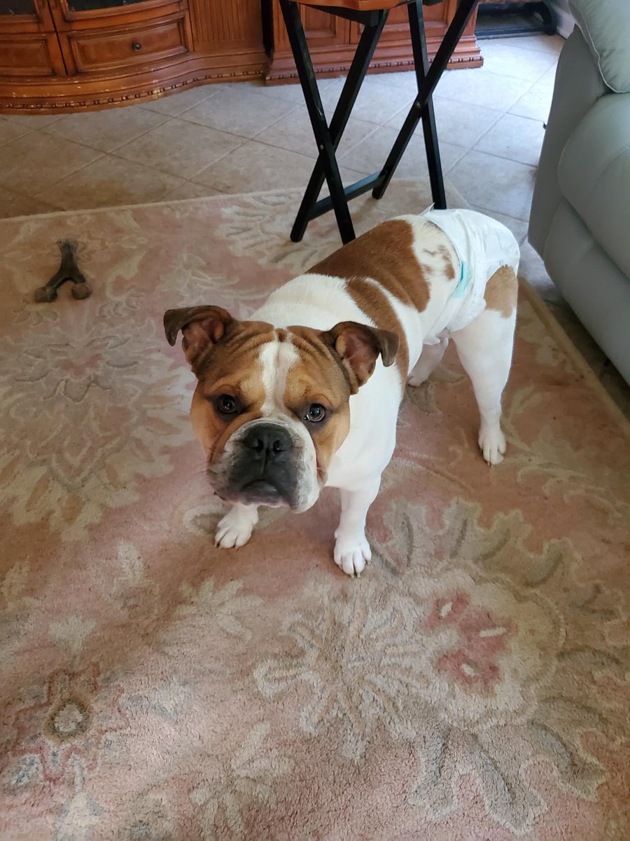 It’s been many months since mom got a BoBo update but his mom sent this photo tonight! We are so happy to see how amazing he looks!! We all miss him so much but are just so happy to have been a small part in his life.