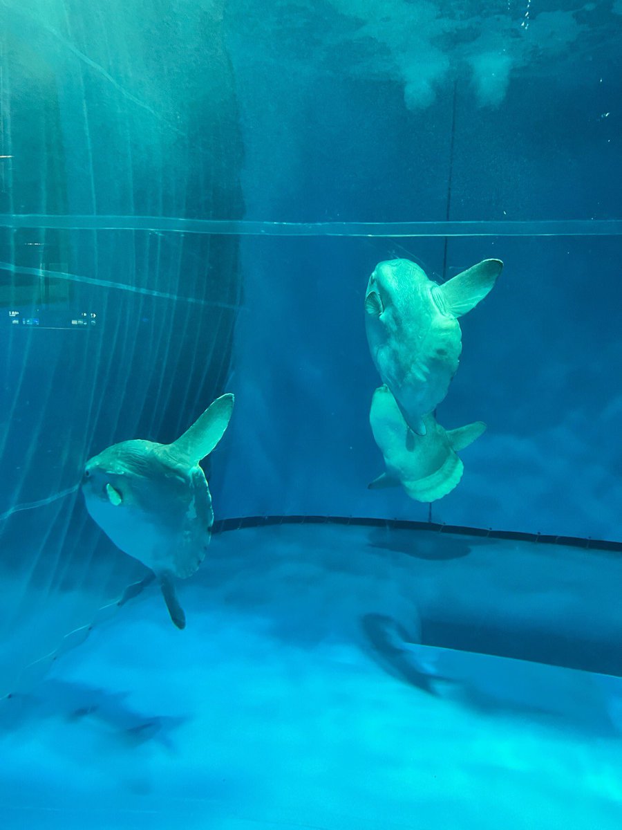 141マンボウ
(ご提供写真) https://t.co/iGqIqnq3Ze