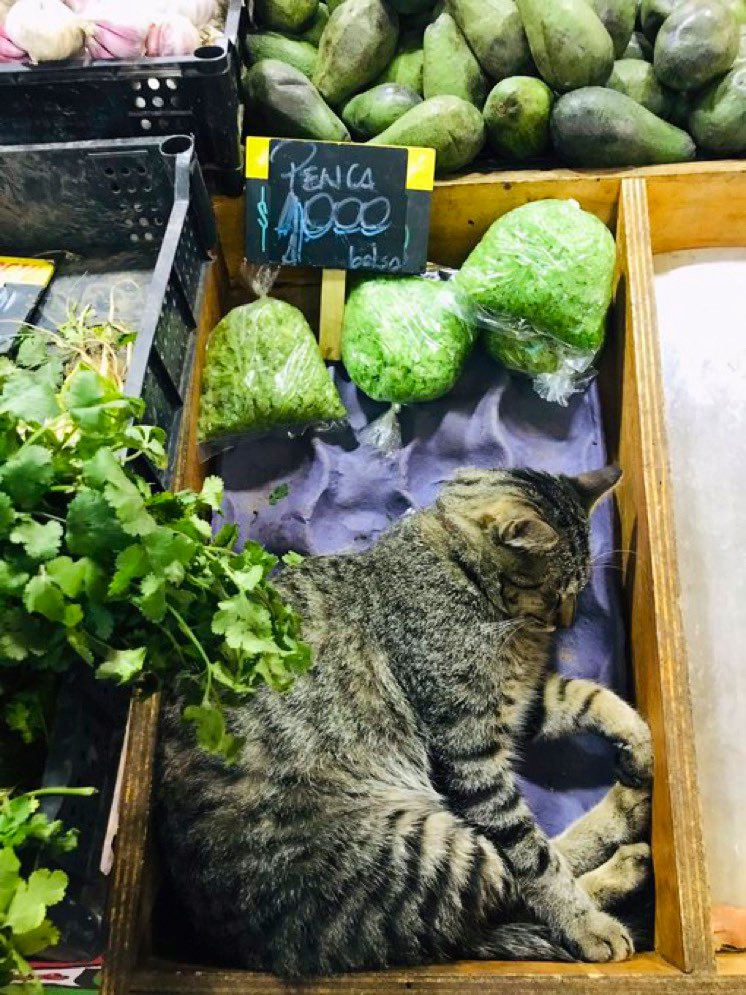 Bodegacats_'s tweet photo. https://t.co/rFCdgYN3LA