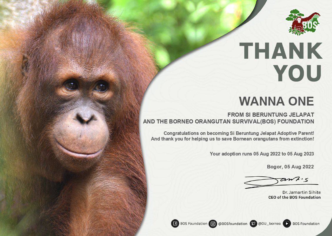 Wannable Indonesia decided to adopt Orang Utan for Wanna One ❤️ Welcome to the family, Jelapat ❤️🥳
#WannaOne #워너원 
#우리워너원_데뷔5주년_축하해
#WannaOneFifthAnniversary

#윤지성 #하성운 #황민현 #옹성우 #김재환 #강다니엘 #박지훈 #박우진 #배진영 #이대휘 #라이관린