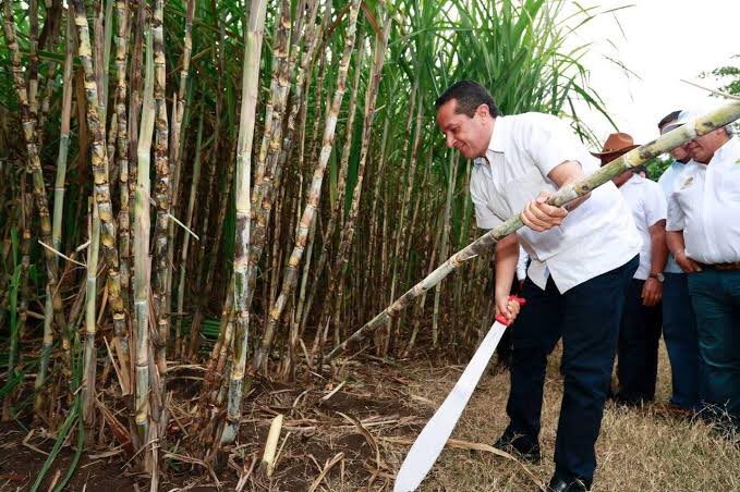 Tras el cierre de la zafra 2021-2022, que fue de 1 millón 773 mil toneladas, los productores de caña de azúcar en Quintana Roo preparan lo necesario para siguiente temporada y superar meta alcanzada: Evaristo Gómez presidente de Unión Local de Productores. facebook.com/38287912874632…