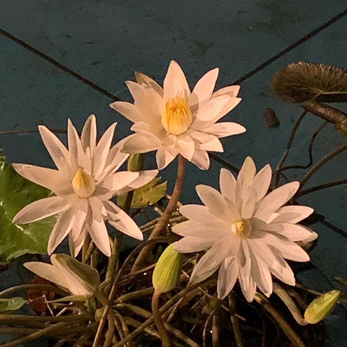 ⭐︎睡蓮⭐︎ Nymphaea 'Purple Fantasy'（パープル・ファンタジー）: 睡蓮図鑑