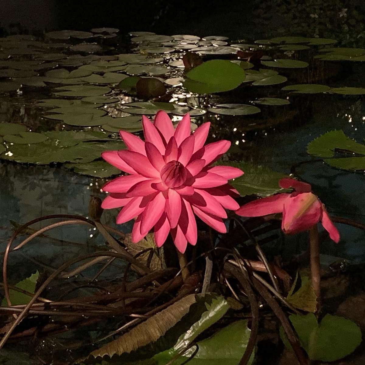 Otsukamuseum S Tweet 昨夜 夜間貸切があり 夜にだけ咲く 夜咲き睡蓮 の赤系 白系をお客さまに楽しんでいただきました 写真で 貴重な姿 をお楽しみください この夜咲き睡蓮は 草津市立水生植物公園みずの森 様にお貸しいただきご協力いただきました 滋賀