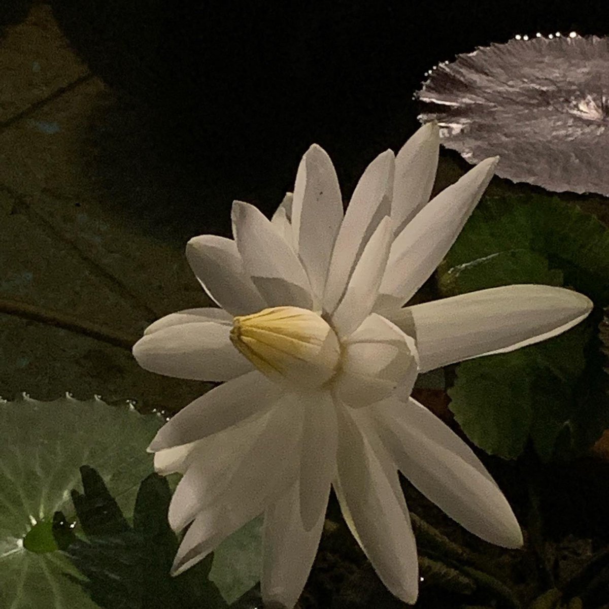 昨夜、夜間貸切があり、夜にだけ咲く #夜咲き睡蓮 の赤系、白系をお客