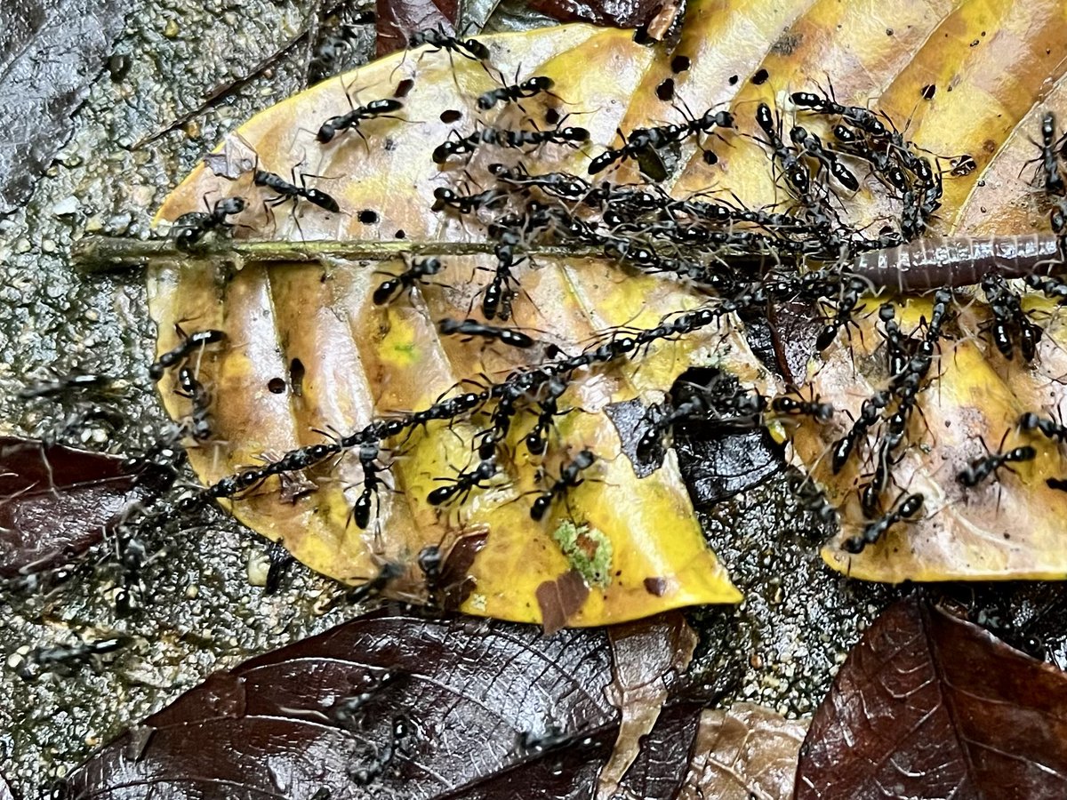A chain of Leptogenys pulling an earthworm in Vietnam. #antcourse ⁦<a href="/AntsProject/">The Ants of the World Project</a>⁩