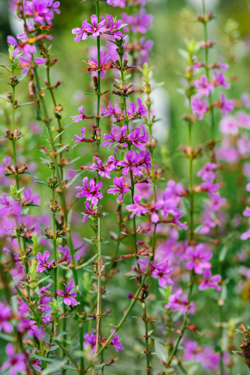 konta_taku's tweet photo. Purple #loosestrife (#Lythrum salicaria). JAP name - Bon flower. Bon - Buddhist festival to honor spirits of ancestors. Apr. 14 - 15. People will return home, freed from movement restrictions, although amid 7th wave of covid... 🙏(Aug. 6) #Flowers #FlowerReport #flowerphotography https://t.co/KwNJypgs4r