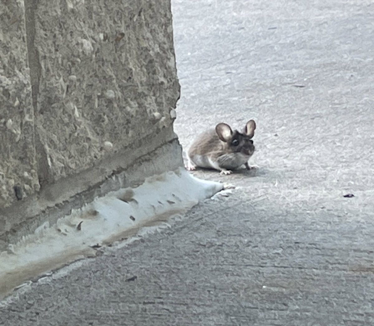 111trap's tweet image. this mouse literally just approached me at work earlier and stared at me for like 5 full mins and then ran under the dumpster