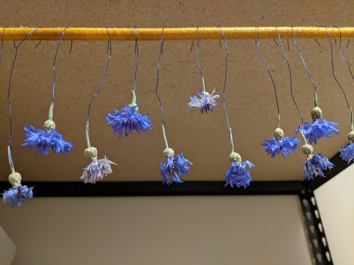 LoCoSketchbook's tweet photo. Little cornflowers drying in a row... I love the shape and color of their petals!
#Flowers #NEOhioGarden #gardening #dryingflowers #cornflowers https://t.co/FnjCbdMG1h