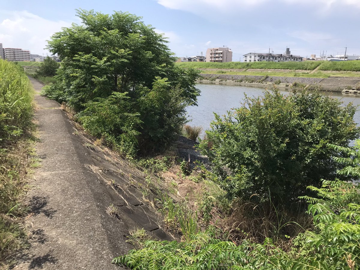 donkey58043148's tweet photo. 地元の海は多少回復、イワシも確認できたけど💦
シーバス2回戦は大阪河川中流域調査。夜釣りの為の調査とは言え、ワンチャンあるかな？
あるかー！
クソ暑いなか延々歩いただけ笑
#シーバス
#デイゲーム
#河川
#阪神間
#大阪 https://t.co/OSc720CGRr