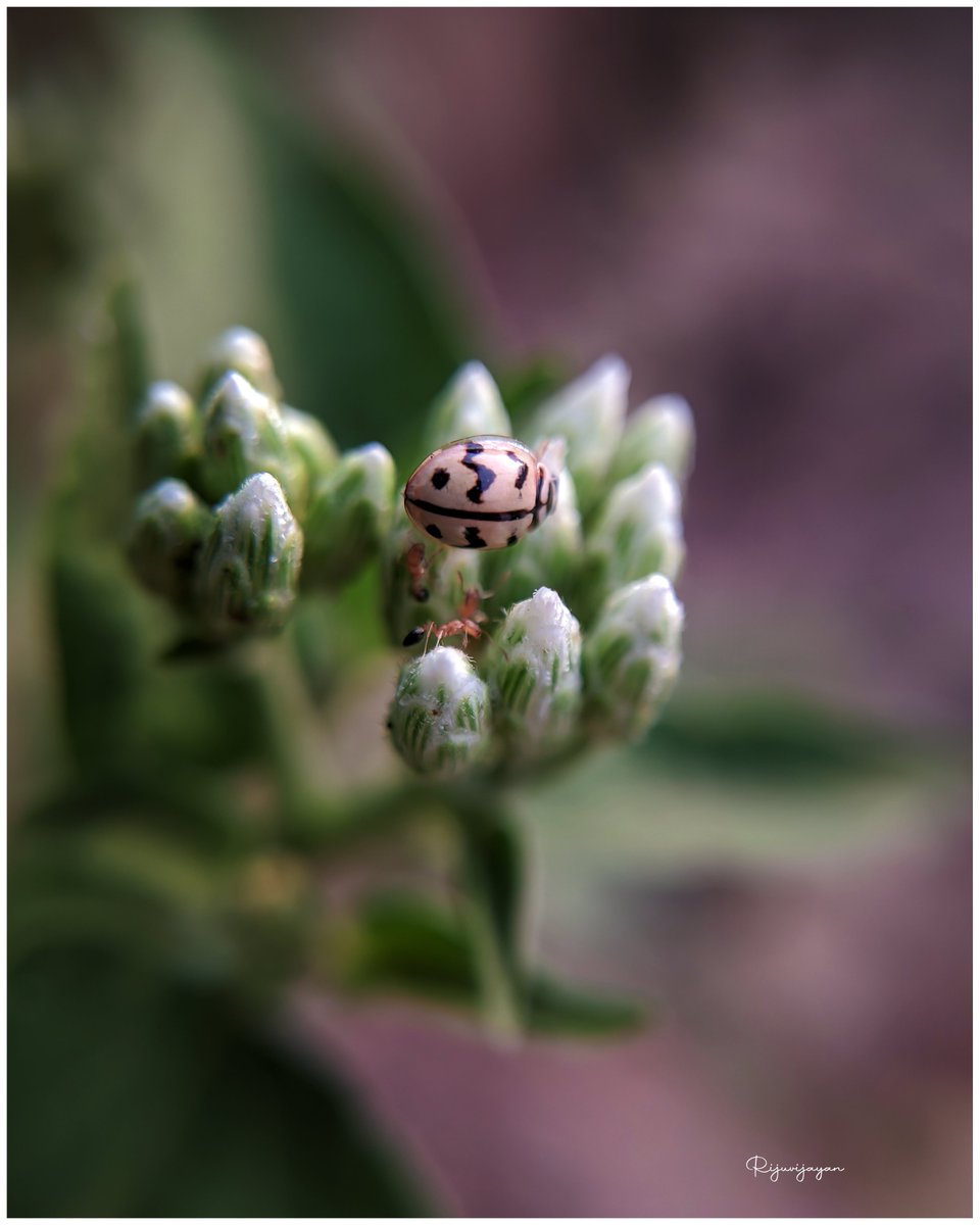 #macro #macrophotography #nature #naturephotography #photography #flowers #insects #perfection #captures #insect #photooftheday #naturelovers #macrophoto #macroworld #mobilephotography <a href="/realmeIndia/">realme</a> <a href="/apexelindia/">Apexel India</a>