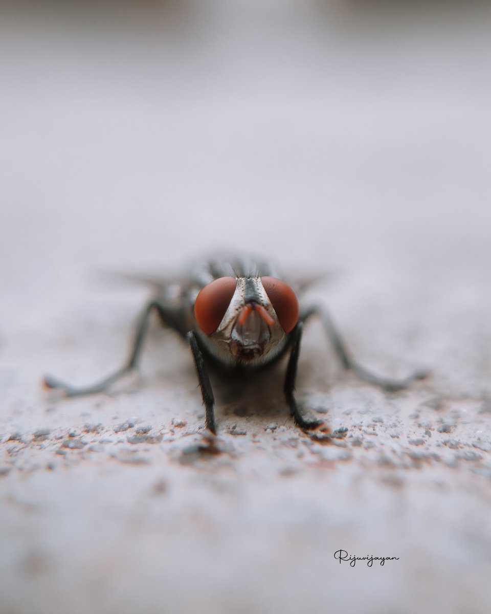 #macro #macrophotography #nature #naturephotography #photography #flowers #insects #perfection #captures #insect #photooftheday #naturelovers #macrophoto #macroworld #mobilephotography <a href="/realmeIndia/">realme</a> <a href="/apexelindia/">Apexel India</a>