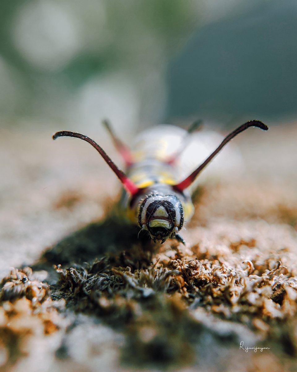 #macro #macrophotography #nature #naturephotography #photography #flowers #insects #perfection #captures #insect #photooftheday #naturelovers #macrophoto #macroworld