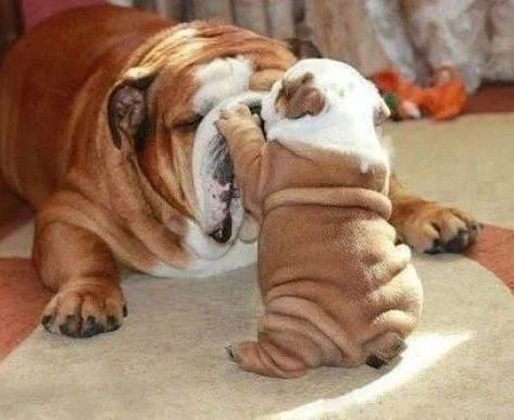 Babeneedsit1's tweet photo. Rate this cuteness? 10-100💛🥰 

#Englishbulldog #dogs #Bulldogs #dogsoftwitter #Puppies https://t.co/KLXuMLbqz3