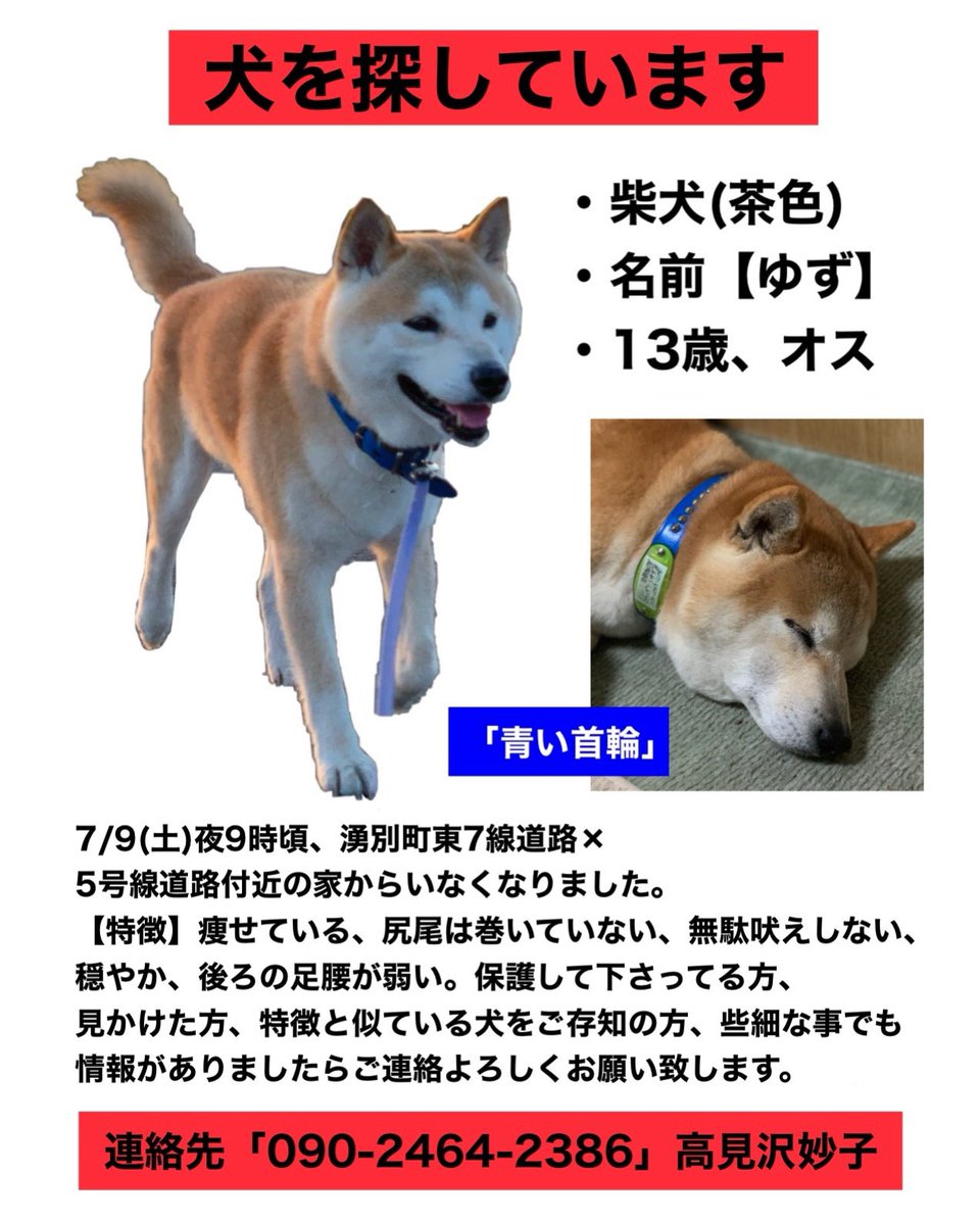 c83517347's tweet photo. 【速報】ゆずに似た犬が目撃されました。新生という場所で、中渚滑方面に歩いていったとのこと。近くにいる方、見て下さると幸いです https://t.co/3m3nFBcrgh