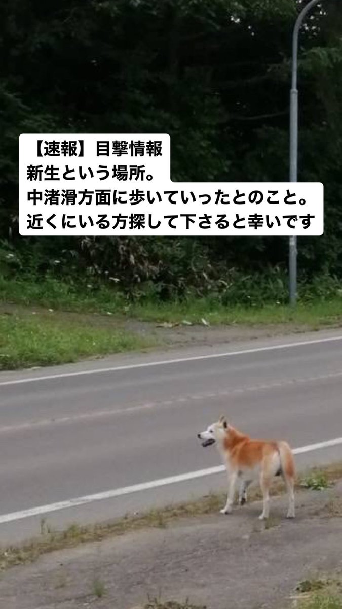 c83517347's tweet photo. 【速報】ゆずに似た犬が目撃されました。新生という場所で、中渚滑方面に歩いていったとのこと。近くにいる方、見て下さると幸いです https://t.co/3m3nFBcrgh