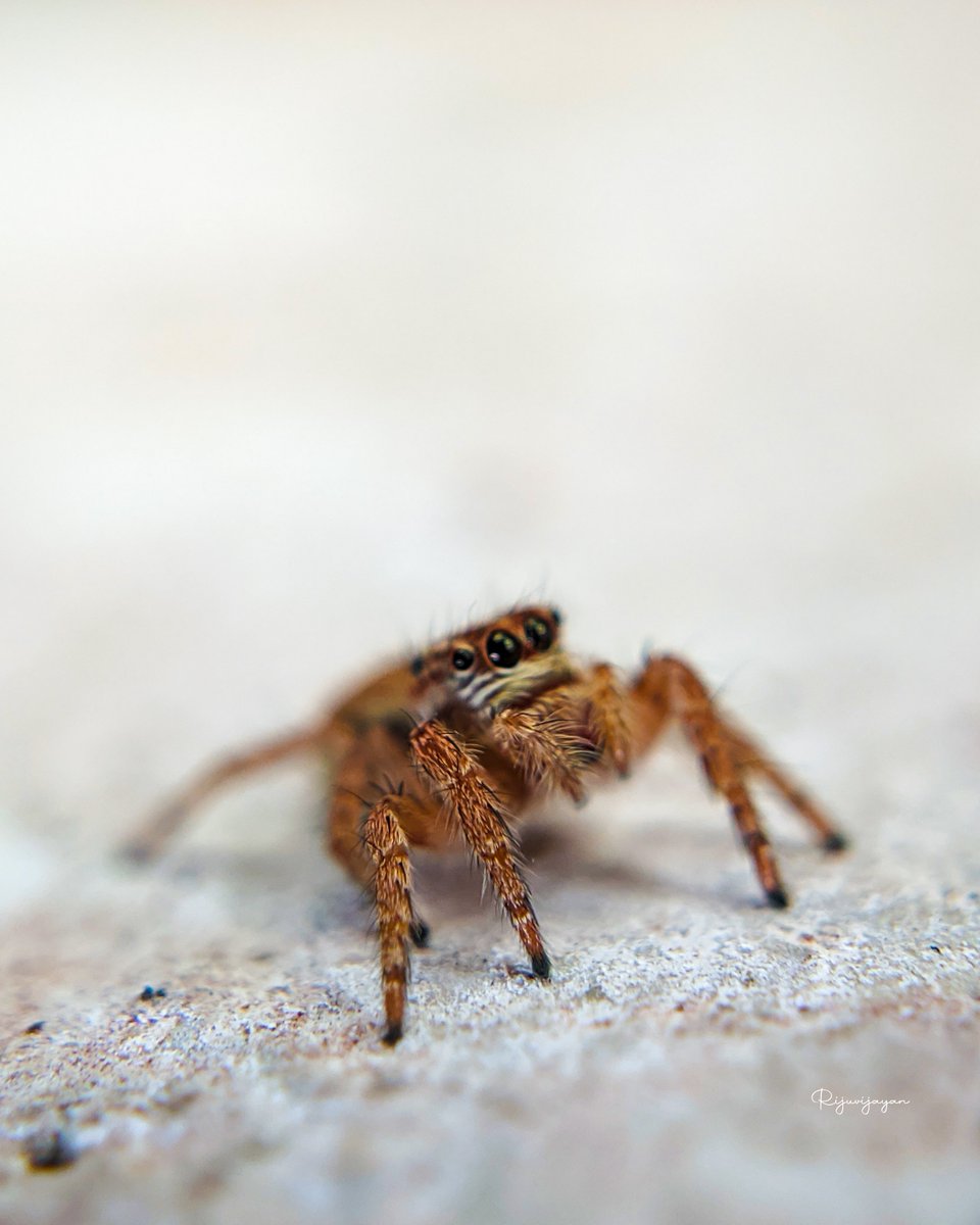 #macro #macrophotography #nature #naturephotography #photography #flowers #insects #perfection #captures #insect #photooftheday #naturelovers #macrophoto #macroworld #mobilephotography <a href="/realmeIndia/">realme</a> <a href="/apexelindia/">Apexel India</a>