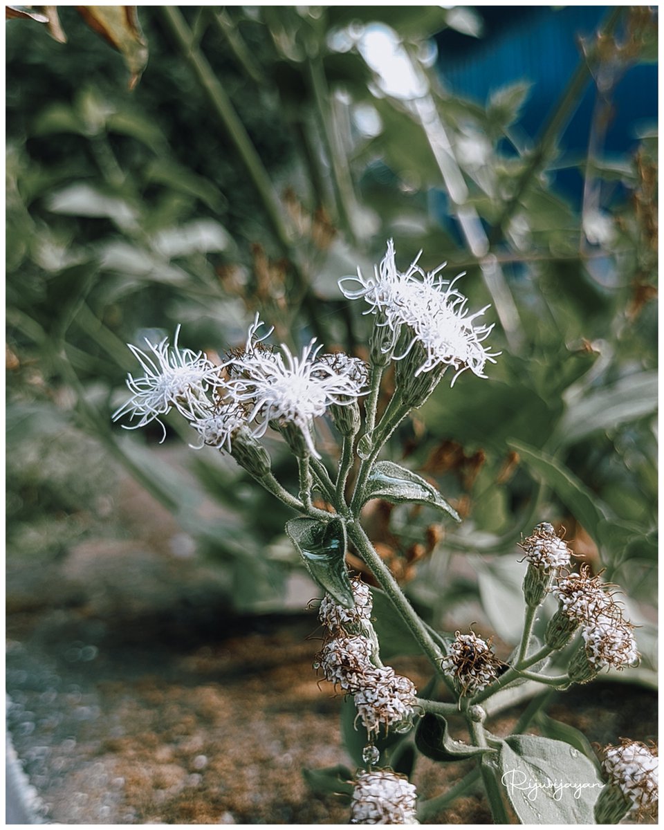 #macro #macrophotography #nature #naturephotography #photography #flowers #insects #perfection #captures #insect #photooftheday #naturelovers #macrophoto #macroworld #mobilephotography <a href="/realmeIndia/">realme</a> <a href="/apexelindia/">Apexel India</a>