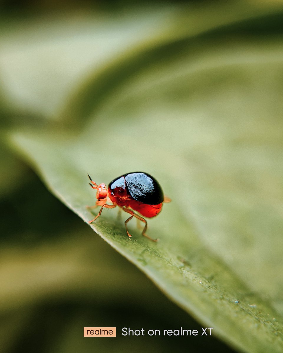#macro #macrophotography #nature #naturephotography #photography #flowers #insects #perfection #captures #insect #photooftheday #naturelovers #macrophoto #macroworld #mobilephotography <a href="/realmeIndia/">realme</a> <a href="/apexelindia/">Apexel India</a>