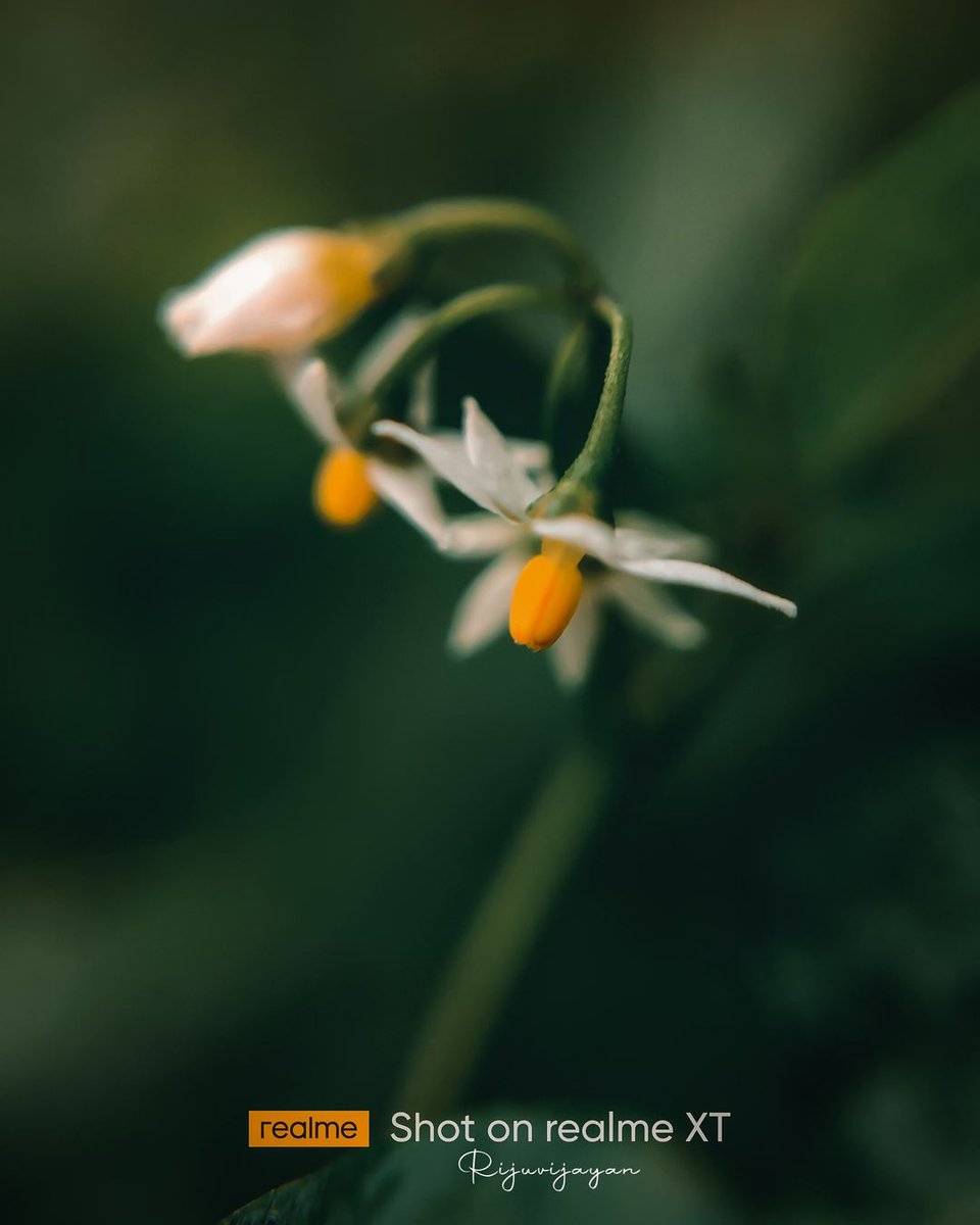#macro #macrophotography #nature #naturephotography #photography #flowers #insects #perfection #captures #insect #photooftheday #naturelovers #macrophoto #macroworld #mobilephotography <a href="/realmeIndia/">realme</a> <a href="/apexelindia/">Apexel India</a>