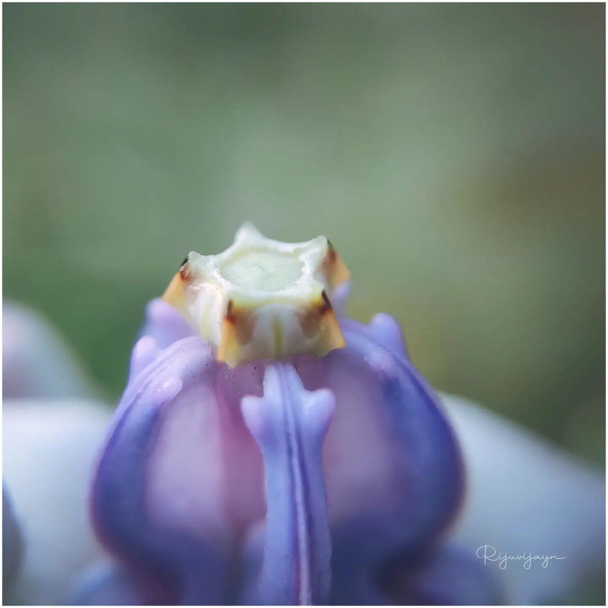 #macro #macrophotography #nature #naturephotography #photography #flowers #insects #perfection #captures #insect #photooftheday #naturelovers #macrophoto #macroworld #mobilephotography <a href="/realmeIndia/">realme</a> <a href="/apexelindia/">Apexel India</a>