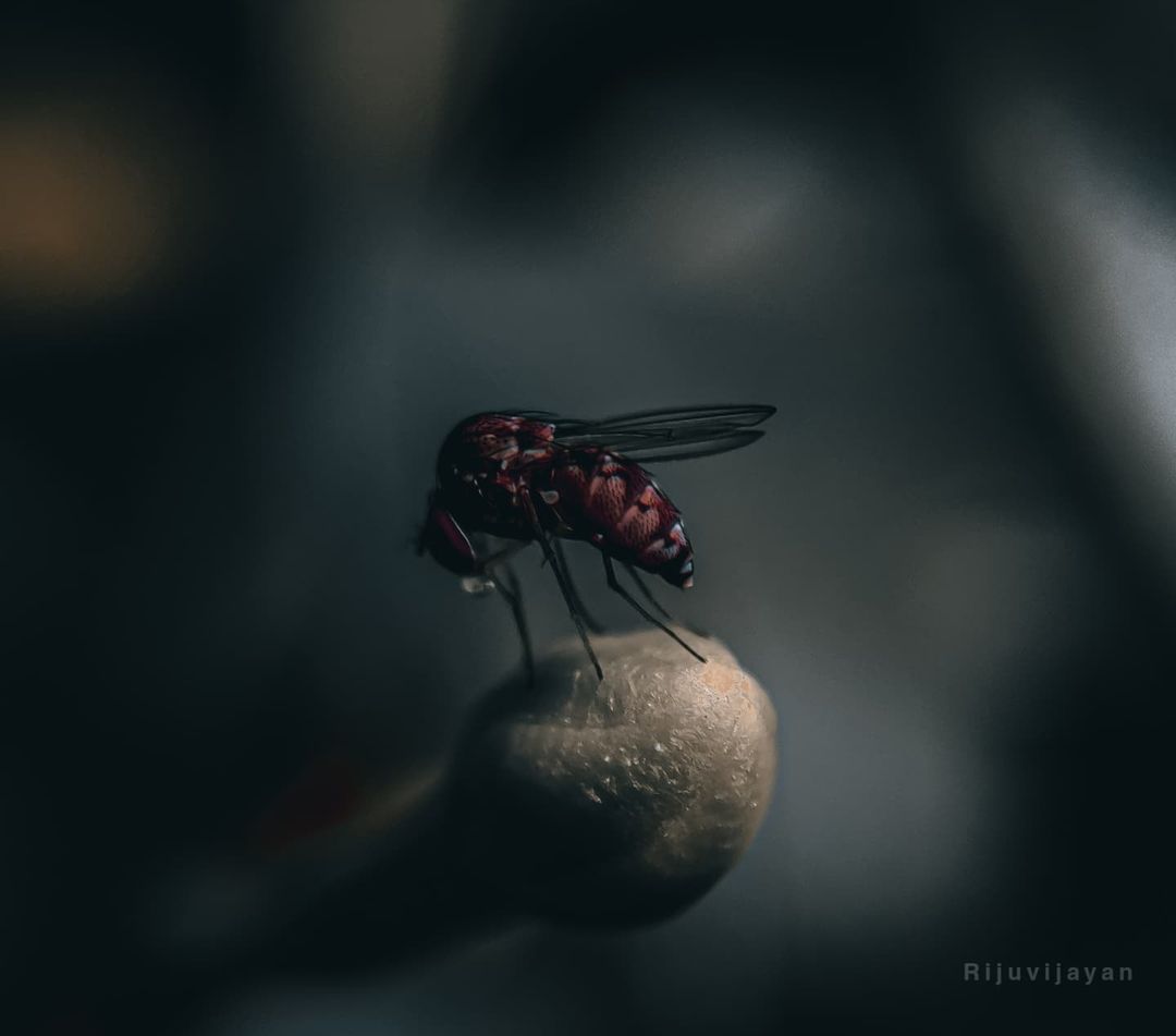 #macro #macrophotography #nature #naturephotography #photography #flowers #insects #perfection #captures #insect #photooftheday #naturelovers #macrophoto #macroworld #mobilephotography <a href="/realmeIndia/">realme</a> <a href="/apexelindia/">Apexel India</a>