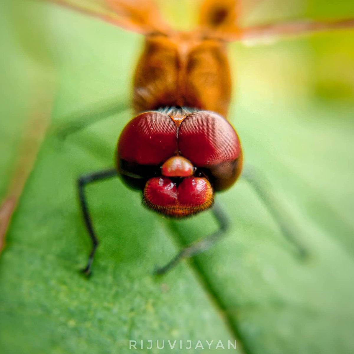 #macro #macrophotography #nature #naturephotography #photography #flowers #insects #perfection #captures #insect #photooftheday #naturelovers #macrophoto #macroworld #mobilephotography <a href="/realmeIndia/">realme</a> <a href="/apexelindia/">Apexel India</a>