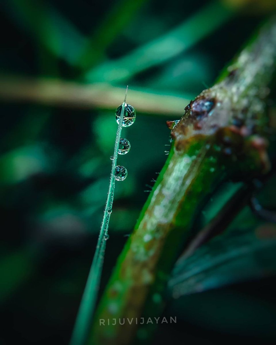 #macro #macrophotography #nature #naturephotography #photography #flowers #insects #perfection #captures #insect #photooftheday #naturelovers #macrophoto #macroworld #mobilephotography <a href="/realmeIndia/">realme</a> <a href="/apexelindia/">Apexel India</a>