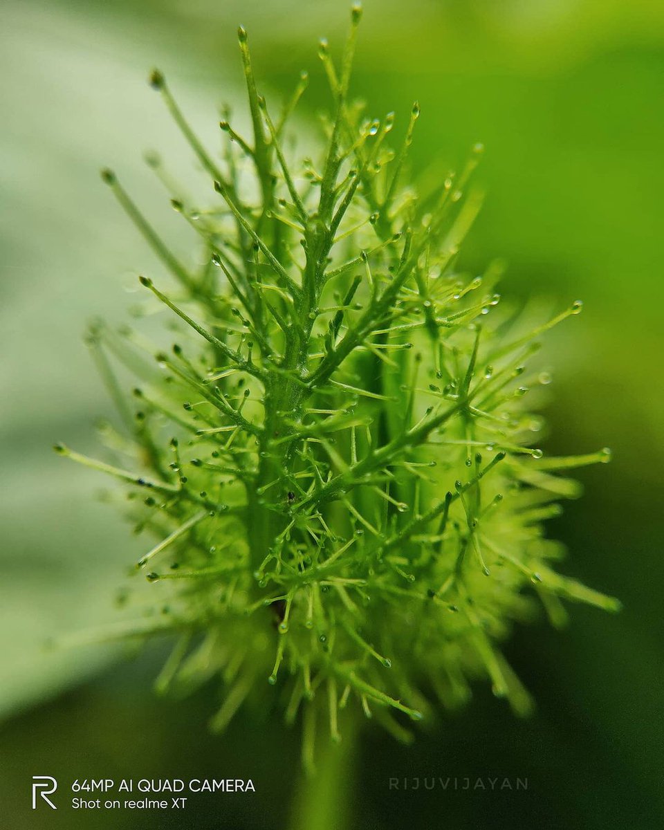 #macro #macrophotography #nature #naturephotography #photography #flowers #insects #perfection #captures #insect #photooftheday #naturelovers #macrophoto #macroworld #mobilephotography <a href="/realmeIndia/">realme</a> <a href="/apexelindia/">Apexel India</a>