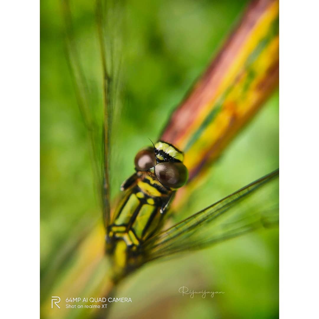 #macro #macrophotography #nature #naturephotography #photography #flowers #insects #perfection #captures #insect #photooftheday #naturelovers #macrophoto #macroworld #mobilephotography <a href="/realmeIndia/">realme</a> <a href="/apexelindia/">Apexel India</a>
