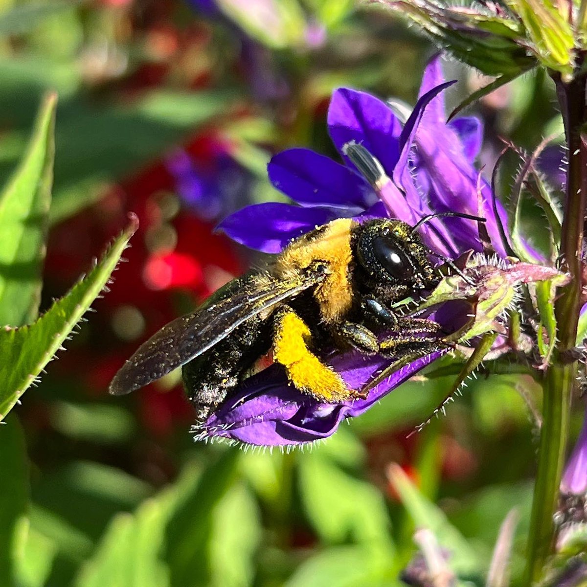 AndrewSellon's tweet photo. Our garden is filled with bees of all sizes daily and I couldnโt resist photographing this huge, beautiful bumblebee enjoying our purple cardinal flowers (lobelia vedrariensis). Such amazing creatures! โค๏ธ๐ #BeesRock Pix ยฉ๏ธ2022 https://t.co/JuOZGPx4wW