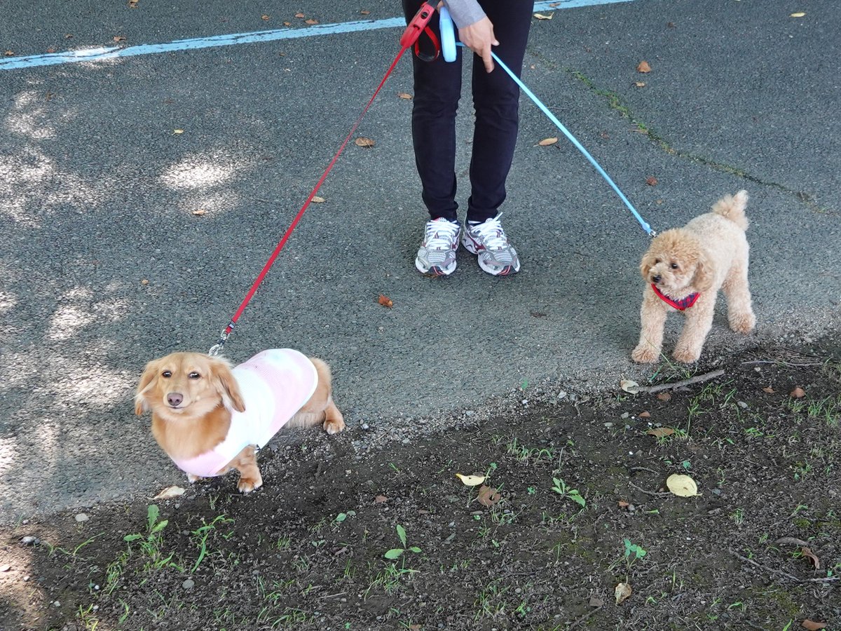 sherryspapa's tweet photo. 今日はこの前お友達になったトイプーのはなまる君と会ったワン♫🐶

ダックス以外のお友達ができてパパも嬉しい♪😄

#犬のいる暮らし
#ミニチュアダックス
#mdachsマリーの日常
#信州スカイパーク https://t.co/NEAIq5MYNo