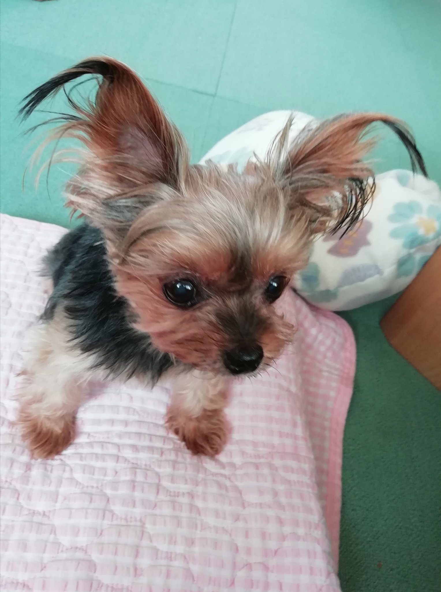 犬リング ヨークシャテリア ヨーキー Acurys Com Br