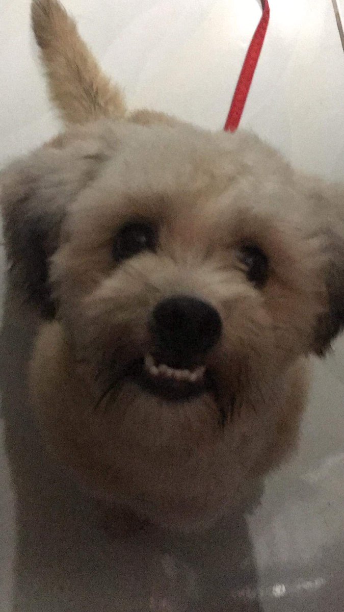 cravingformaki's tweet photo. @9gagceo hemlo from paw-riends!! https://t.co/p2c33fCV0K