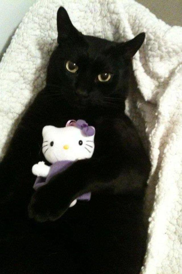 HourlyCats's tweet image. 