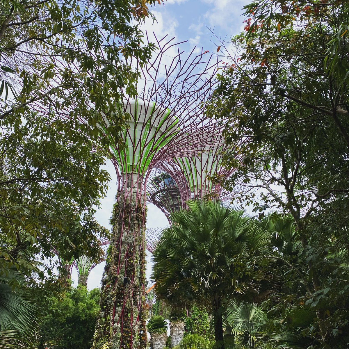 Not my normal tree content! It has been really fun to be back in Singapore this week - seeing the city and it’s extensive greenery very differently since studying Urban Forestry!