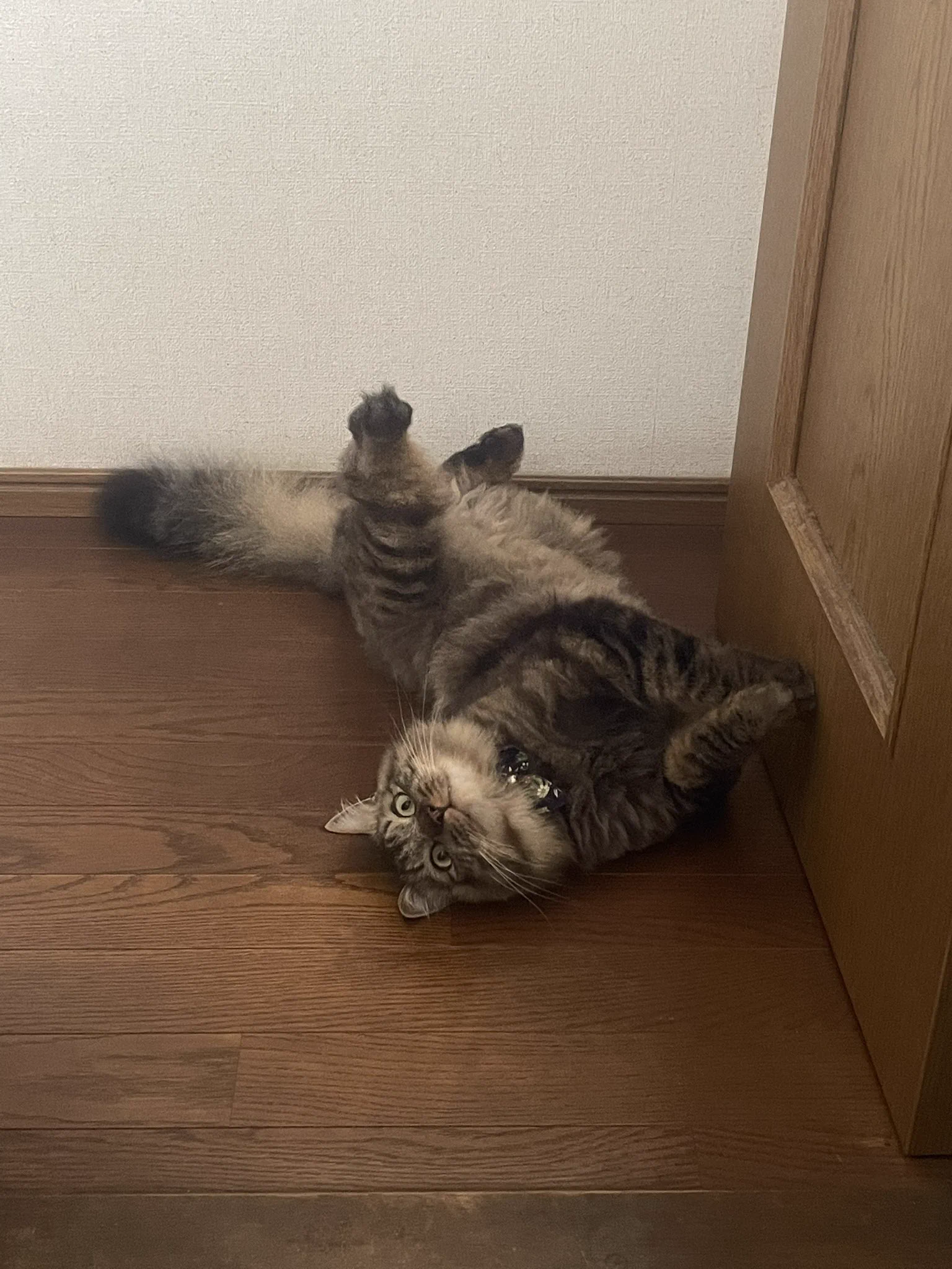 @roron34 ウチのネッコが雪女を欲しそうにしている
あげますか？
→はい
はい 