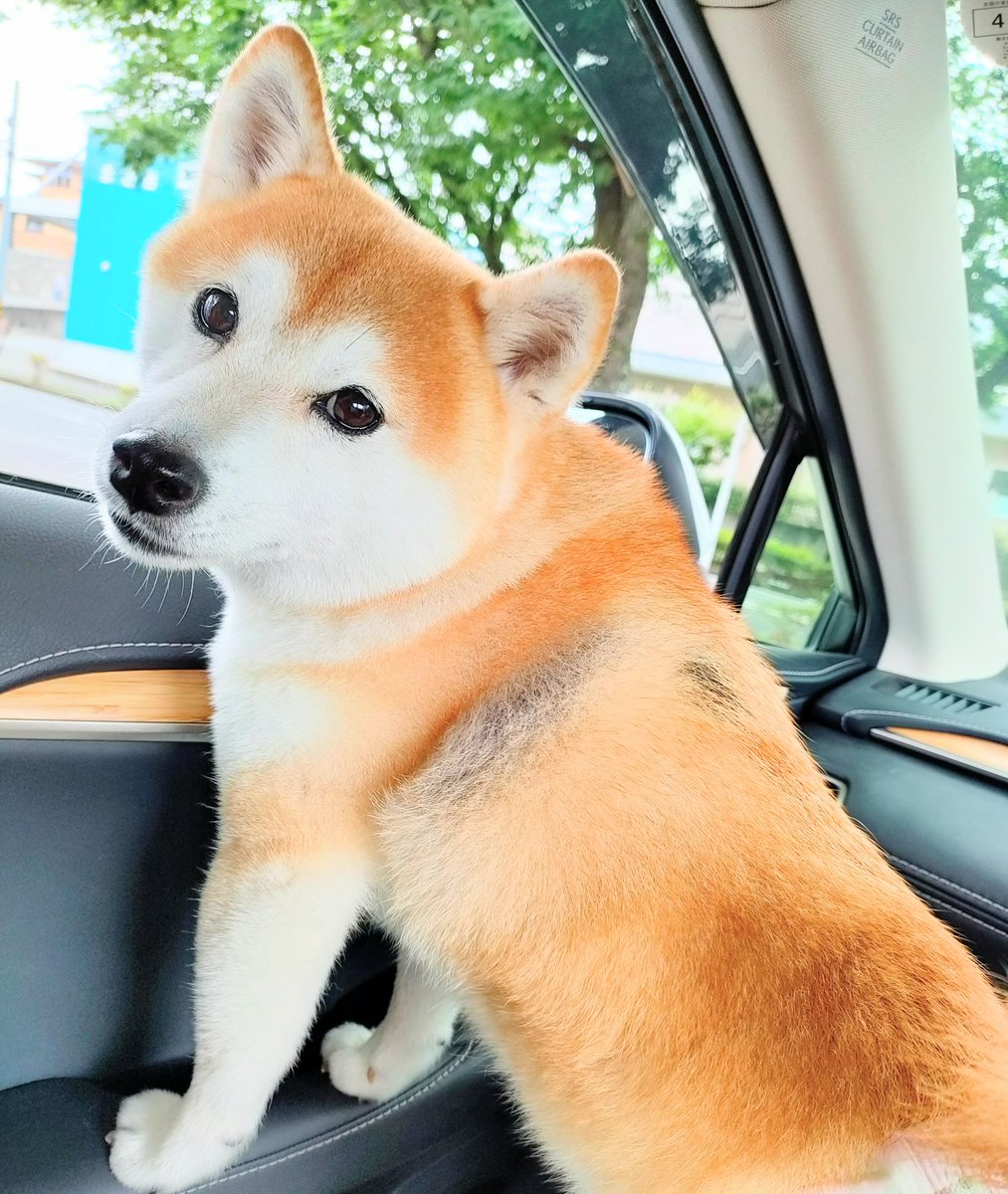 Lan0116's tweet photo. だぁぁぁいすきな車に乗れて嬉しそう☺❤
#drivedog
#豆柴
#車に乗れるとわかると
#玄関までルンルンで走り込んでくる https://t.co/PcMBhvLJA5