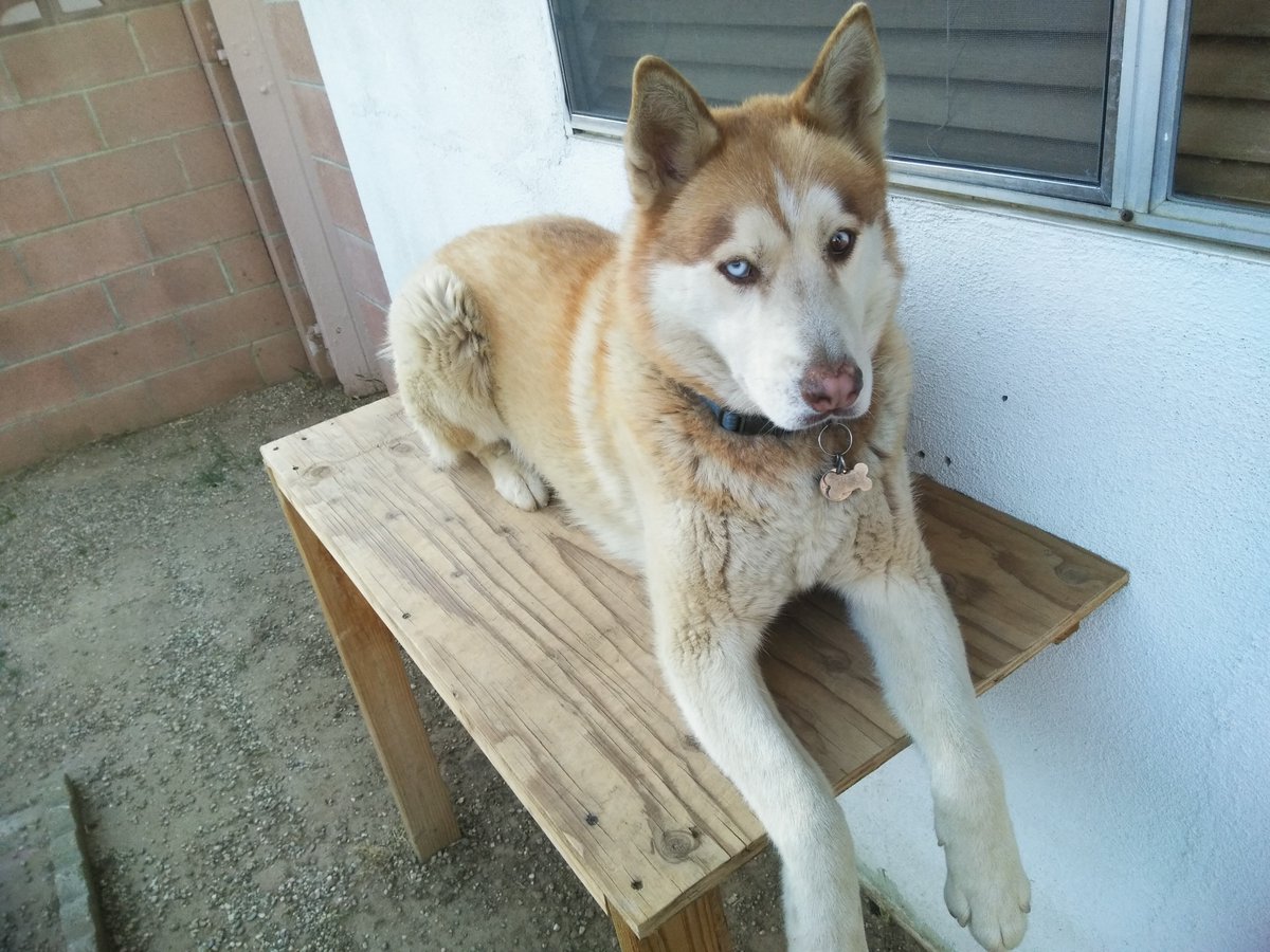chepe_1991's tweet photo. R.I.P my sweet baby boy you were a pain in the butt most of the time but i will always love you!💙💙 im really gonna miss you!!! 💔 https://t.co/smKXNdNuHy