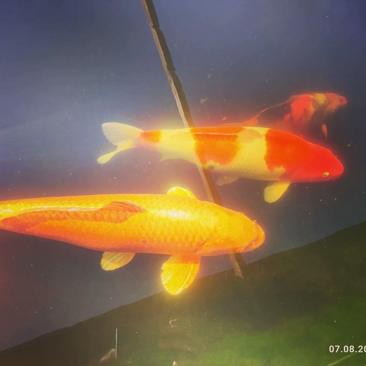 Sven88180408's tweet photo. Den ganzen Mist einfach mal beiseite schieben.
Einfach Sonntag.
#koi #koiteich #wochenende https://t.co/o7jHEZ76xY