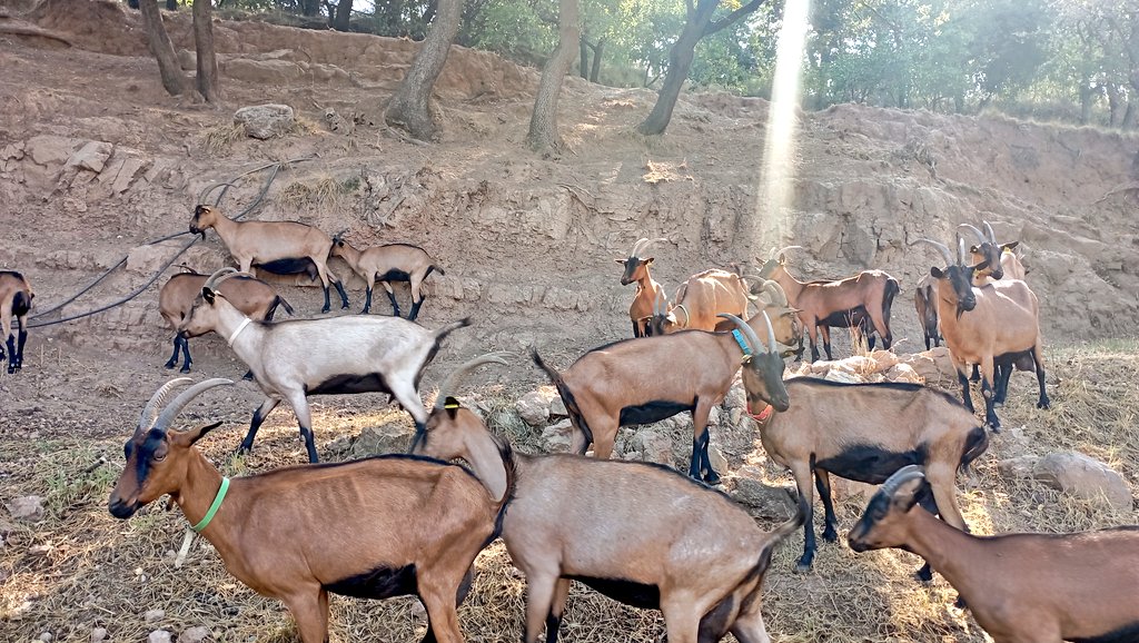 FormatgesLluca's tweet image. ✨Cabres lluentes, banyades pel primer sol del matí ✨

Bon dia!

#Lluçà #lluçanès