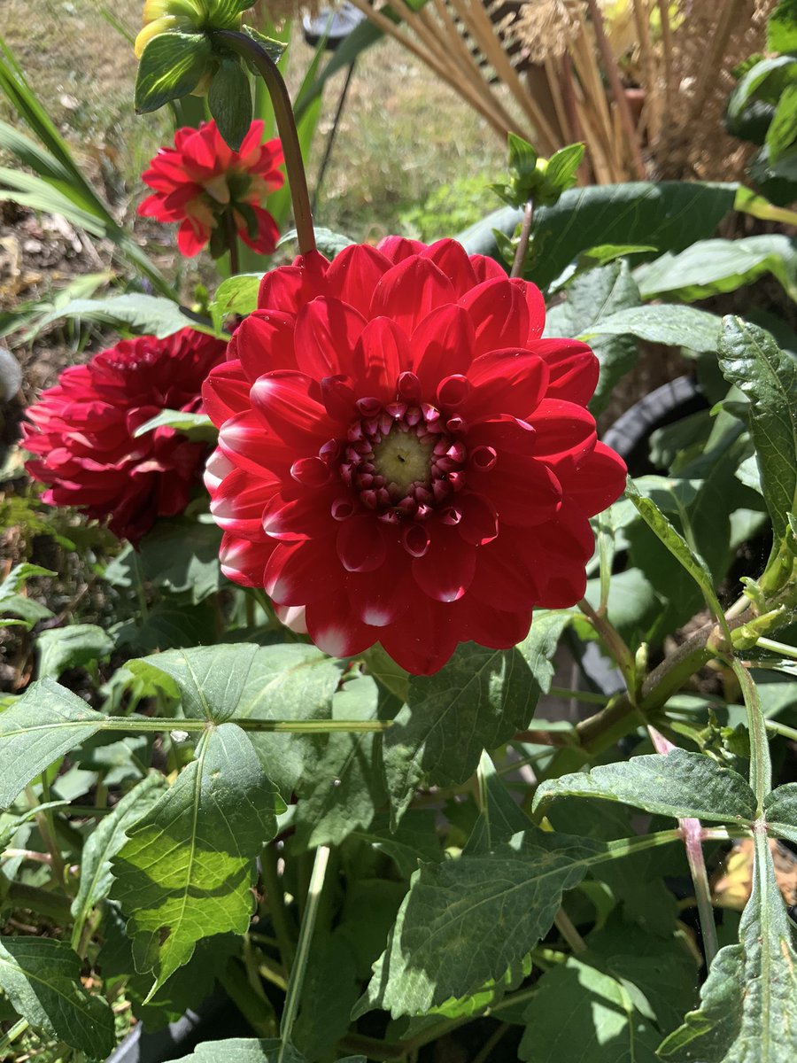 Does anyone know why the distinctive patterns on dahlias fail? I had it on Seattle last year and this is Little Tiger (it should have white tips on each petal) I have my theories but not enough characters!