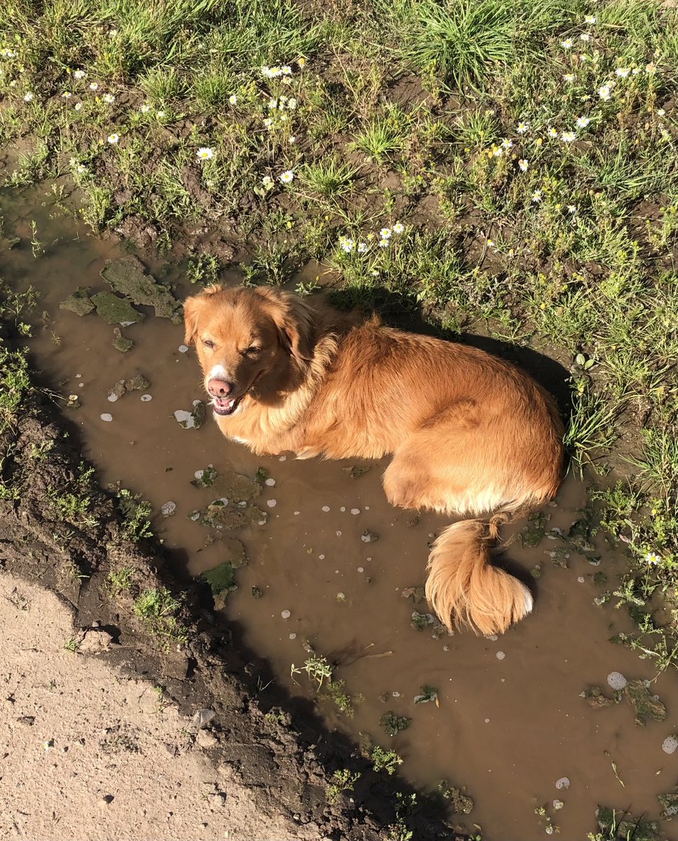 squirrel_patrol's tweet photo. Swamp dog 😶 https://t.co/yNjHFSyelI