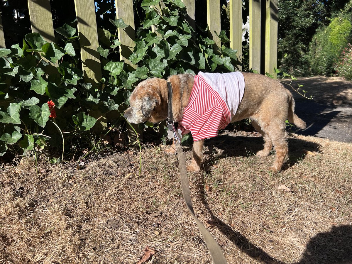 First little walk in 10 days