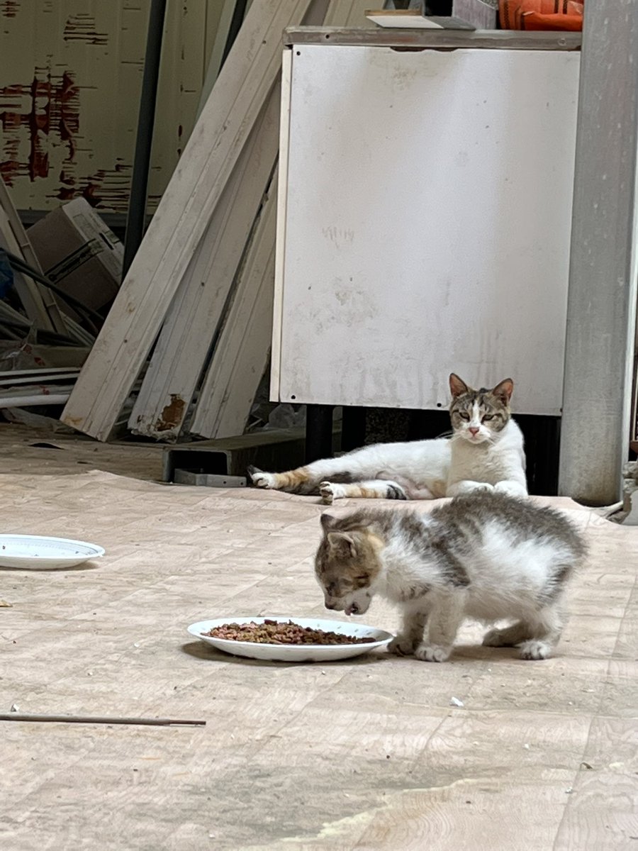 행복이가 처음에 봤을 때는 도망가지도 않을 정도로 힘이 없었는데 동물병원에서 약을 받아 밥에 섞어서 몇번 먹더니 재채기도 안하고 눈물도 안흘리고 건강해졌어요!!
큰언니가 스티로폼으로 집도 만들어 줬어오🐈🐈
#행복이축복이 #길고양이 #고양이입양 #고양이임보 #고양이 #사지말고입양하세요