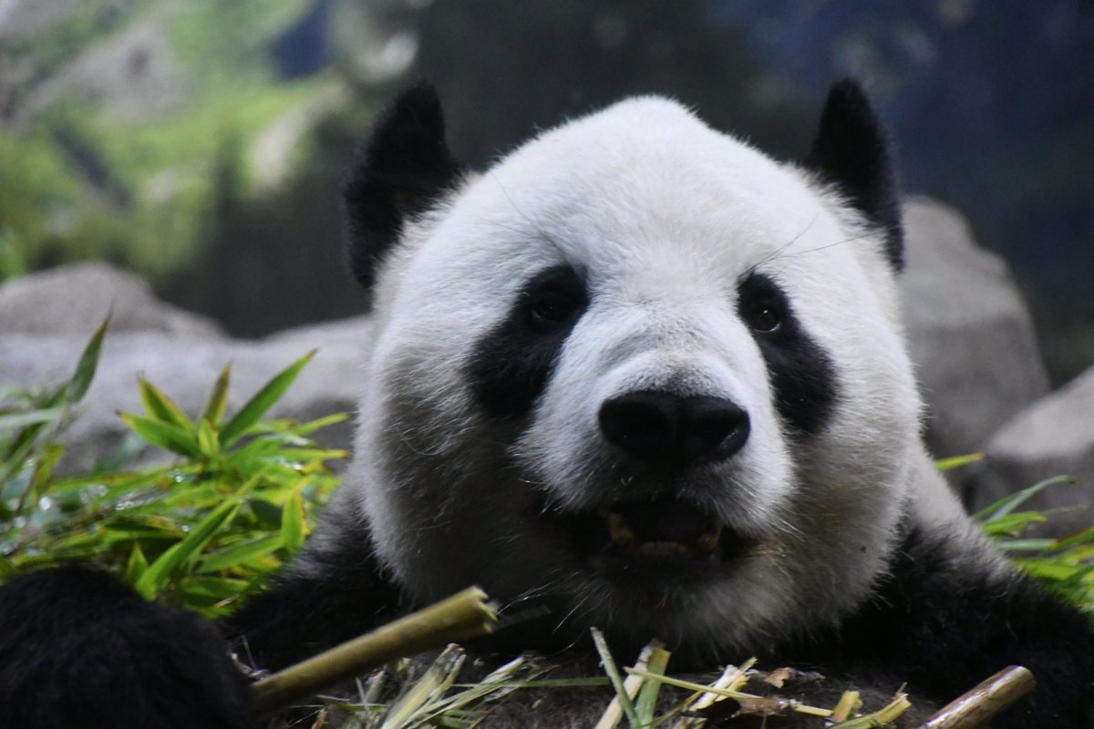 竹定め ※この竹はよく食べてもらえました🤣 2022.8.5📷 #上野動物園 #ジャイアントパンダ　#リーリー #パンダサプリ