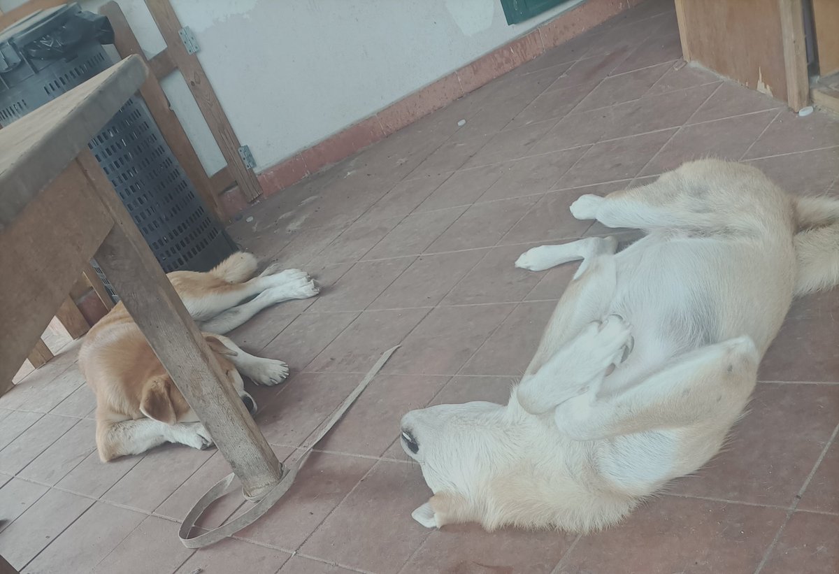 huskita_team's tweet photo. Quasi nessuno che rt ormai 😢😢 sappiamo che è periodo di vacanze ma noi ci siamo anche in questo periodo https://t.co/ABfDwNgmuJ